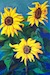 Sunflowers2 -by Darlene Boyd