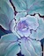 cabbage -by Darlene Boyd