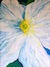 matilja poppy -by Darlene Boyd