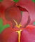 Red Iris -by Darlene Boyd