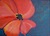 redPoppy 2007 -by Darlene Boyd