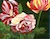 Ruyscher RedRose -by Darlene Boyd