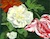 Ruyscher WhiteRose -by Darlene Boyd