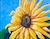 sunflower4 -by Darlene Boyd