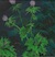thistles -by Darlene Boyd