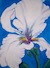 White Iris 2007 -by Darlene Boyd